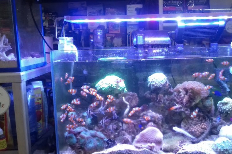 Dunia Aquarium & Pet Shop Jati Asih