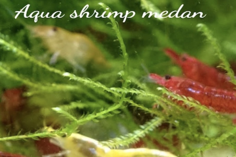 Aqua Shrimp Medan