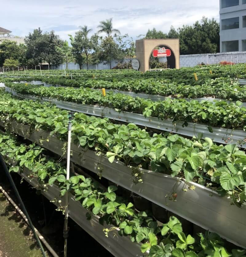 Kebun Stroberi La Fresa Bandung