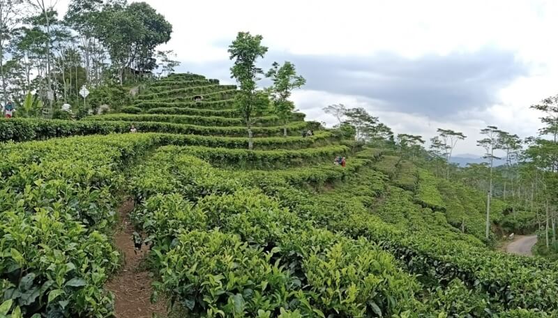 Kebun Teh Nglinggo Yogyakarta