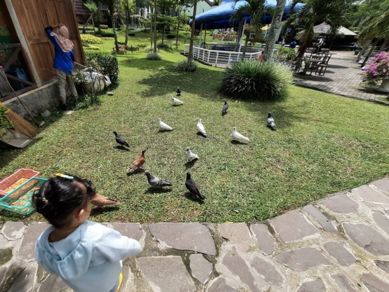 Memberi Makan Burung di Bhumi Merapi