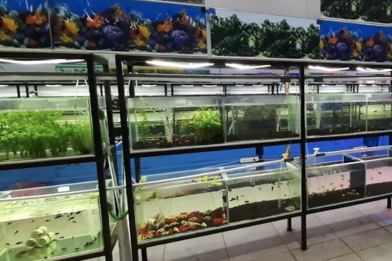 Toko Aquarium Balikpapan