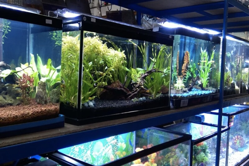 Toko Aquarium Banten