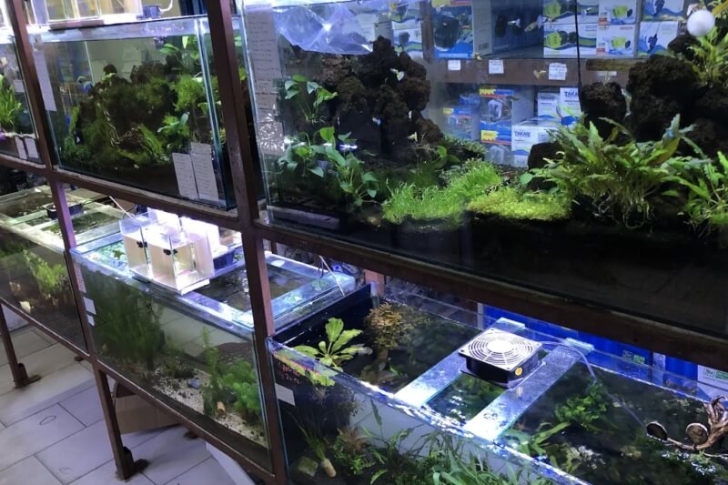 Toko Aquarium Batam