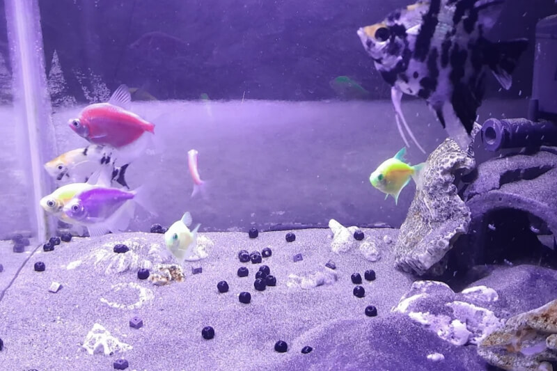 Toko Aquarium Garut