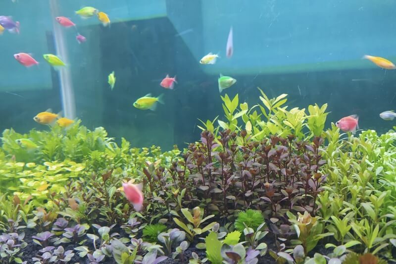 Toko Aquarium Jember