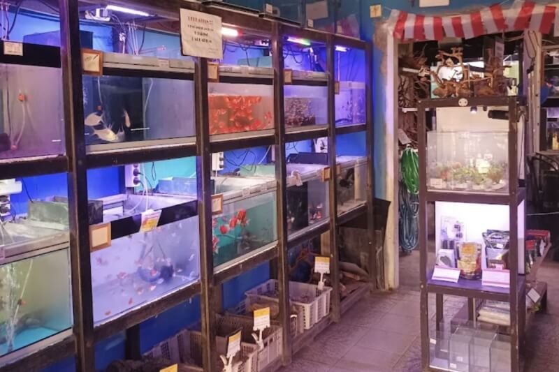 Toko Aquarium Jogja