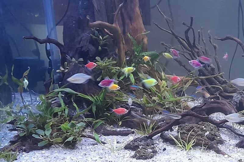 Toko Aquarium Kebumen