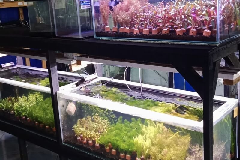 Toko Aquarium Kediri