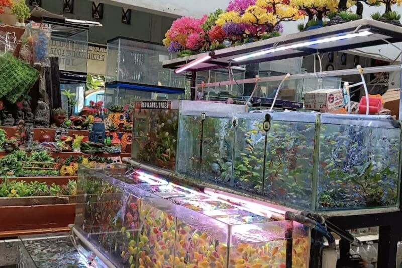 Toko Aquarium Magelang