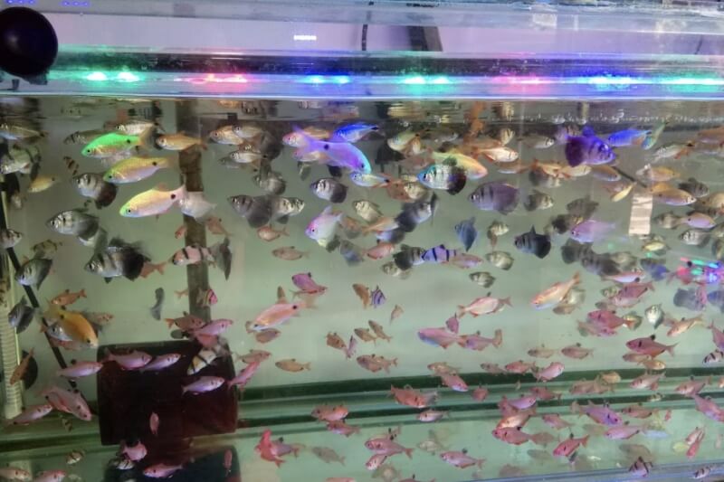 Toko Aquarium Makassar