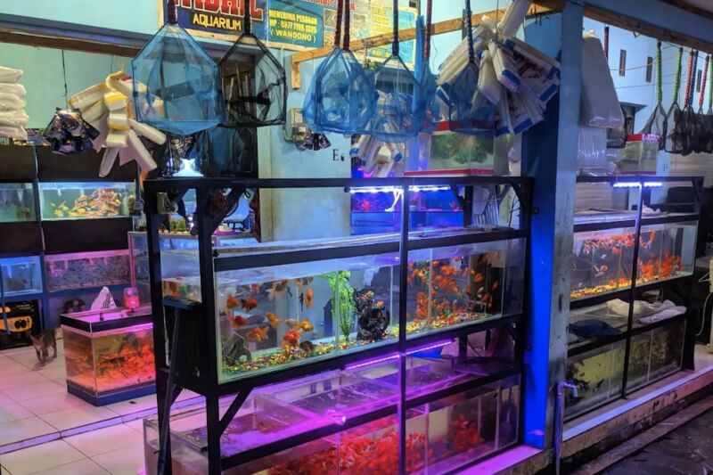 Toko Aquarium Pekalongan