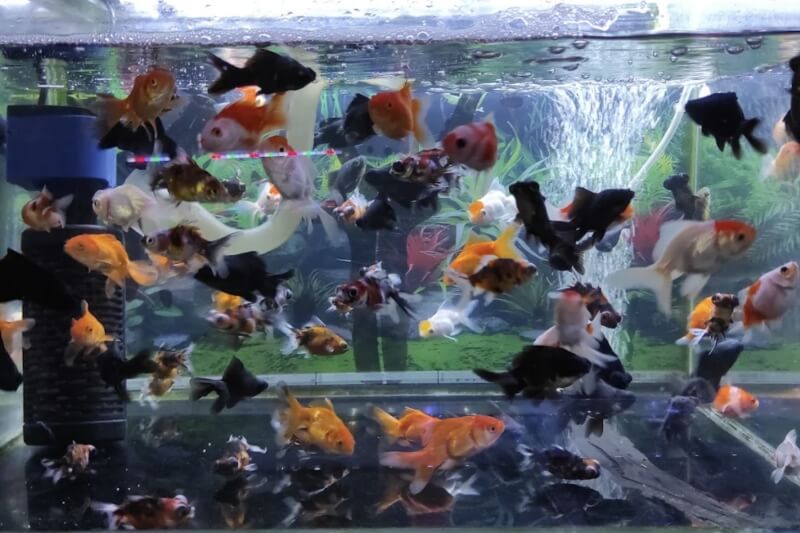Toko Aquarium Pontianak