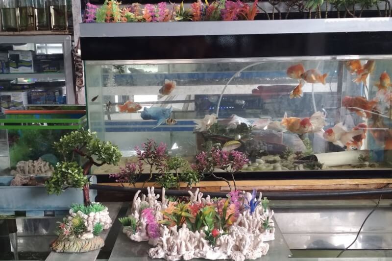 Toko Aquarium Purwokerto