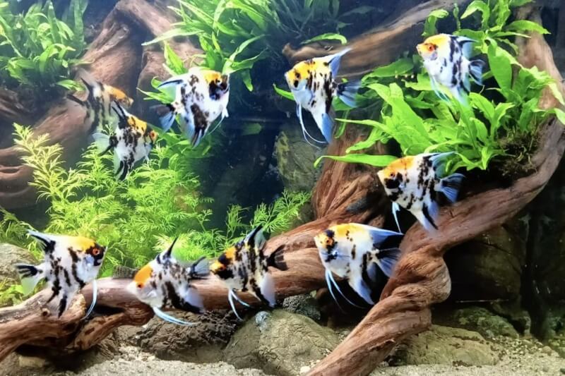 Toko Aquarium Sidoarjo