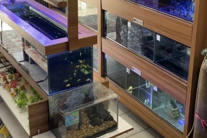 Toko Aquarium Sukabumi