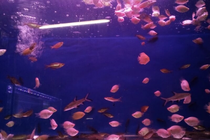 Toko Aquarium Tasikmalaya