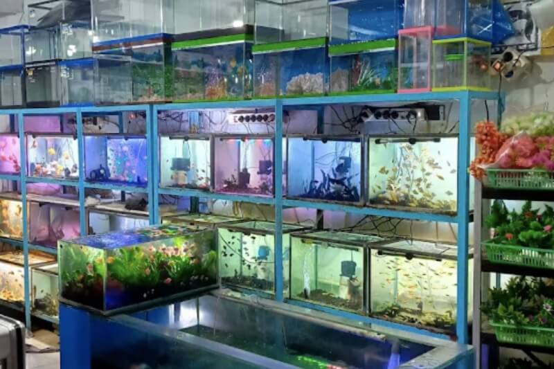 Toko Aquarium Tulungagung